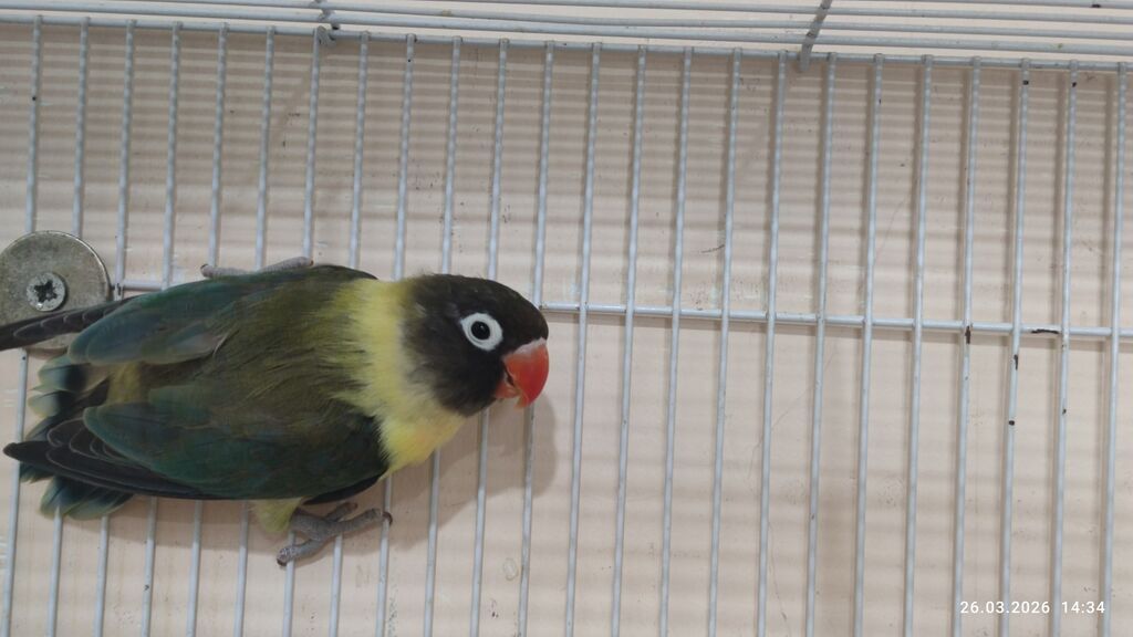 PAPUQAY FİŞER ERKƏK DİŞİ.TƏK TƏK AYRI QİYMƏT CÜT AYRI QİYMƏTDİ