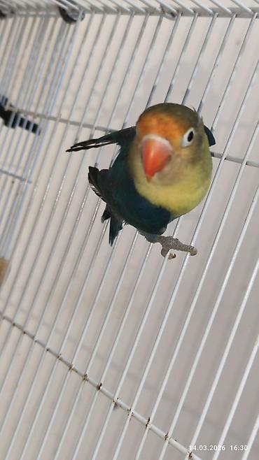 PAPUQAY FİŞER ERKƏK DİŞİ.TƏK TƏK AYRI QİYMƏT CÜT AYRI QİYMƏTDİ - şəkil 2