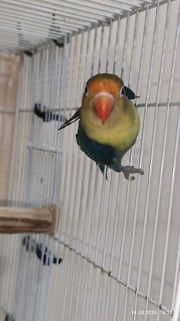 PAPUQAY FİŞER ERKƏK DİŞİ.TƏK TƏK AYRI QİYMƏT CÜT AYRI QİYMƏTDİ - şəkil 3