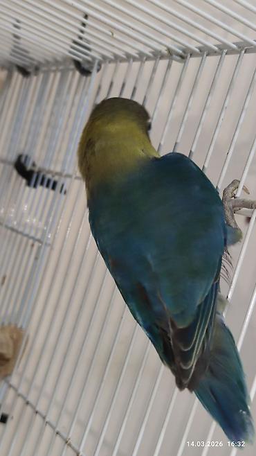 PAPUQAY FİŞER ERKƏK DİŞİ.TƏK TƏK AYRI QİYMƏT CÜT AYRI QİYMƏTDİ - şəkil 4