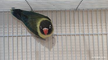 PAPUQAY FİŞER ERKƏK DİŞİ.TƏK TƏK AYRI QİYMƏT CÜT AYRI QİYMƏTDİ - şəkil 5