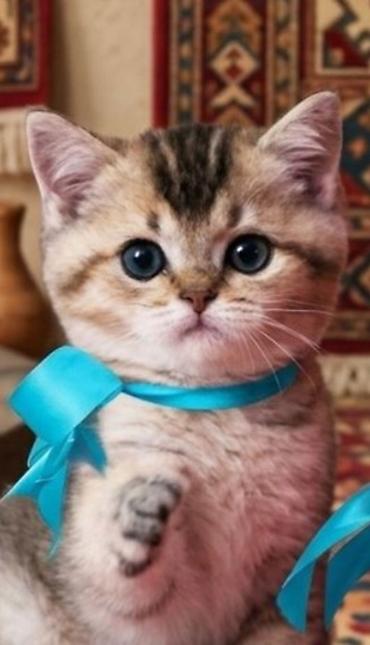 Şinşilla - şəkil 2