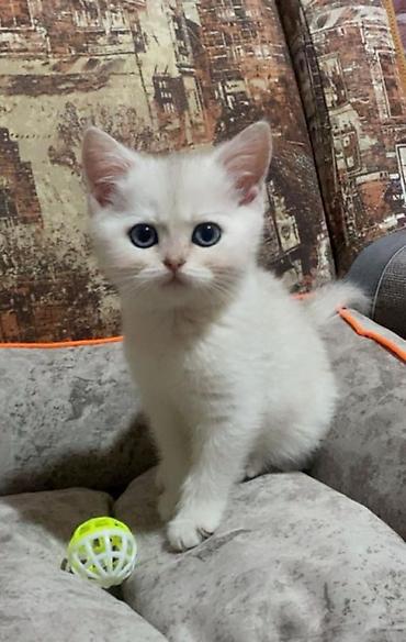 Şinşilla - şəkil 3