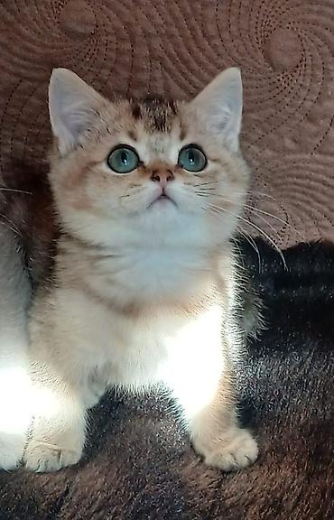 Şinşilla - şəkil 4