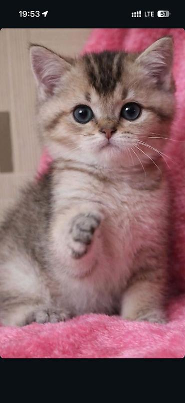 Şinşilla - şəkil 5