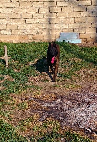 Belçika çoban iti, 11 ay, Erkek, Peyvəndli, Ünvandan götürmə - şəkil 3