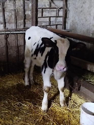 30-35 Litr süd verir. 2 qarın doğub 2ayliq erkek balaynan . Satma - şəkil 5