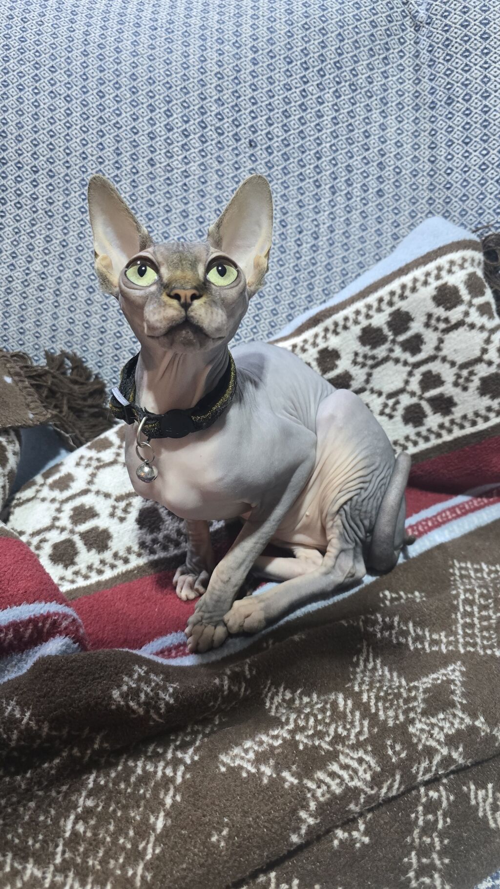 Sfinks, Dişi, Cütləşmə üçün, Ünvandan götürmə