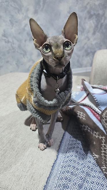 Sfinks, Dişi, Cütləşmə üçün, Ünvandan götürmə - şəkil 3