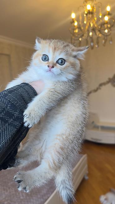 Britan, Dişi, Yaxşı əllərə - şəkil 2