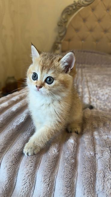 Britan, Dişi, Yaxşı əllərə - şəkil 3