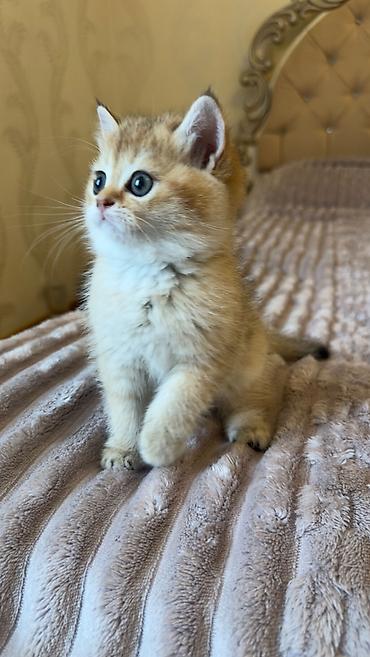 Britan, Dişi, Yaxşı əllərə - şəkil 4