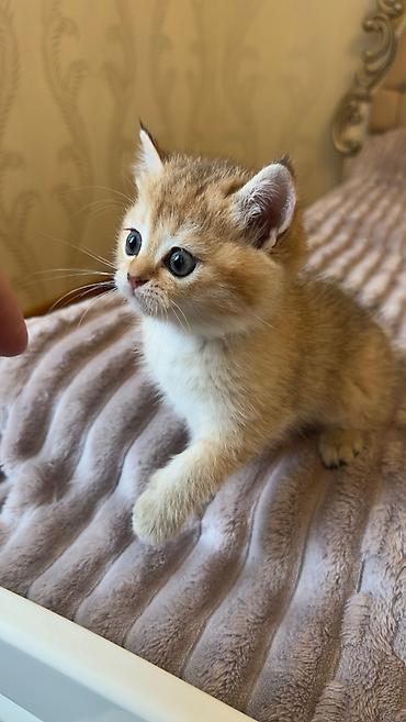 Britan, Dişi, Yaxşı əllərə - şəkil 5