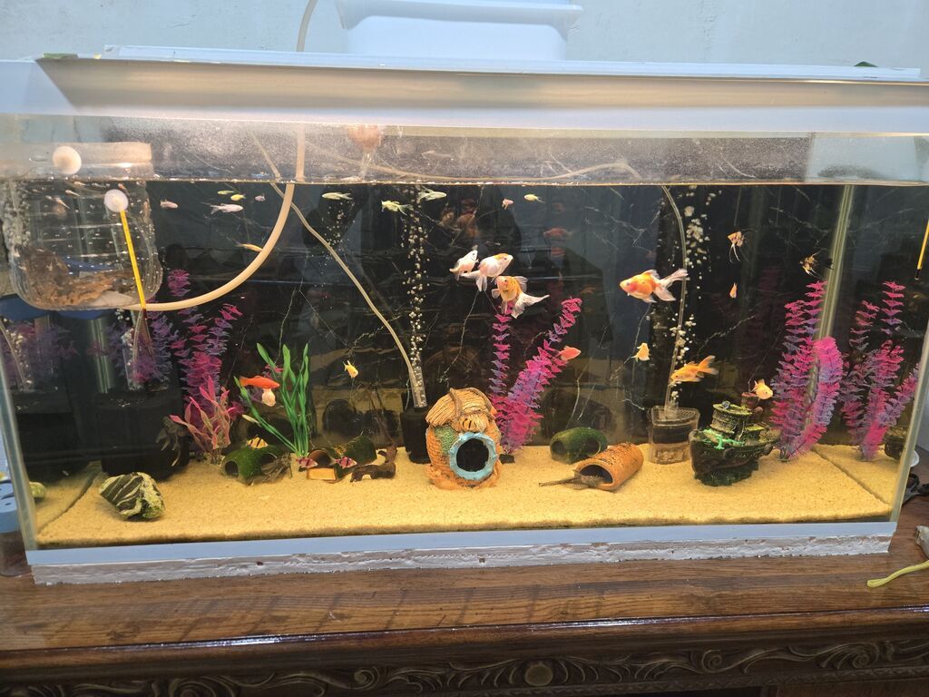 Uzunlugu 118, eni 36 hundurluyu 60 akvarium satilir baliqsiz