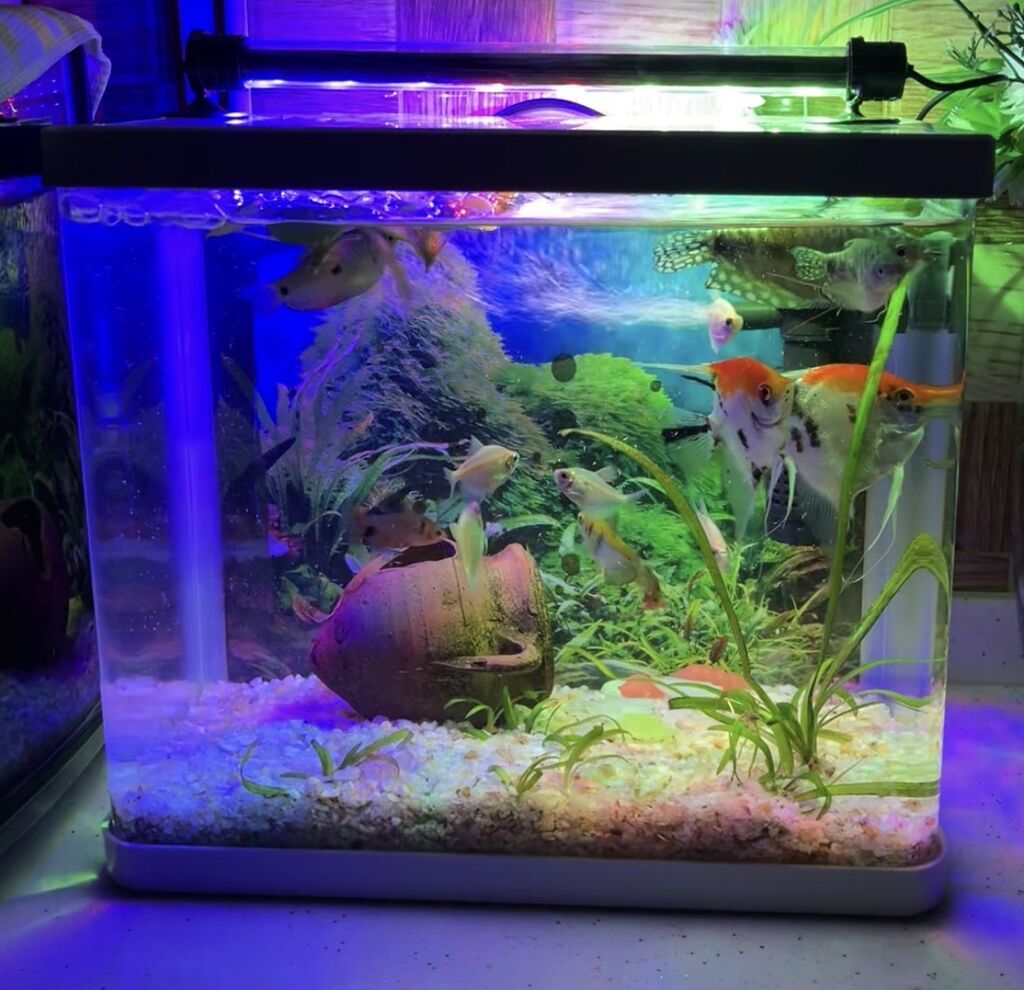 Yumru akvarium, 10 l, Ünvandan götürmə