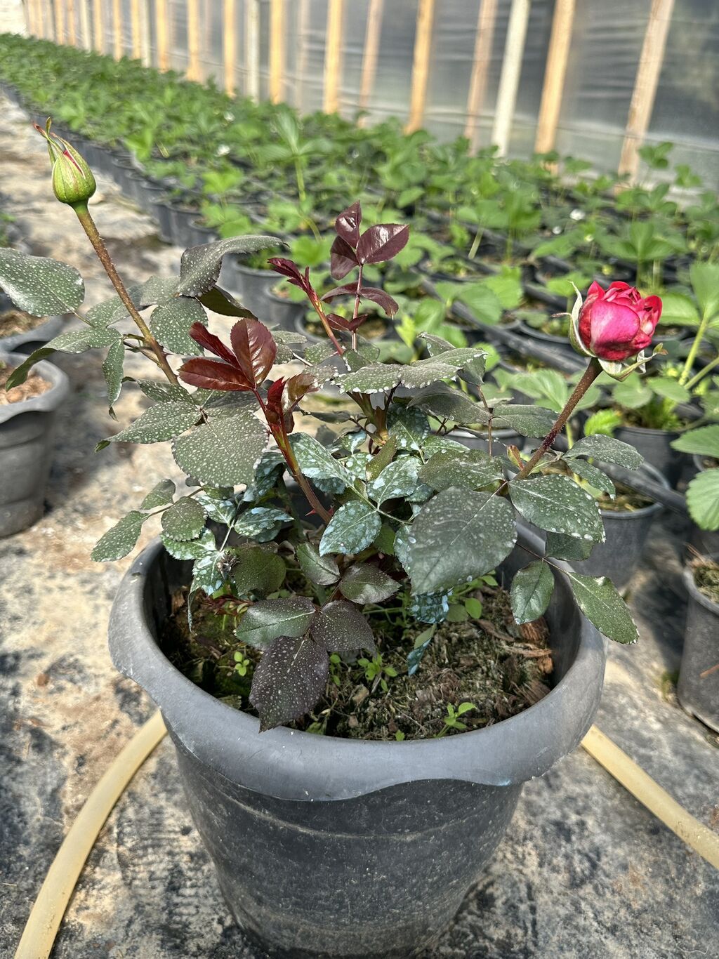 Dibçəkdə qızılgül satılır. Böyük dibçəyin qiyməti 3.50 azn, orta