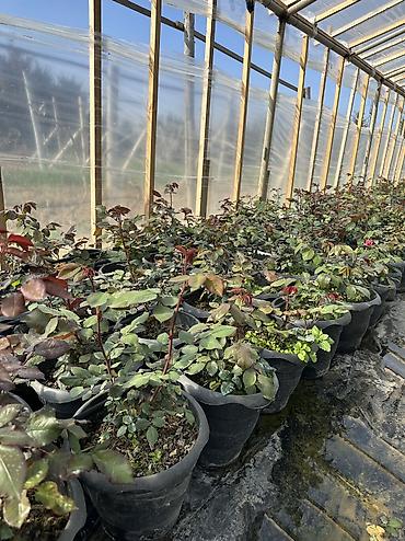 Dibçəkdə qızılgül satılır. Böyük dibçəyin qiyməti 3.50 azn, orta - şəkil 3