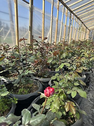 Dibçəkdə qızılgül satılır. Böyük dibçəyin qiyməti 3.50 azn, orta - şəkil 4