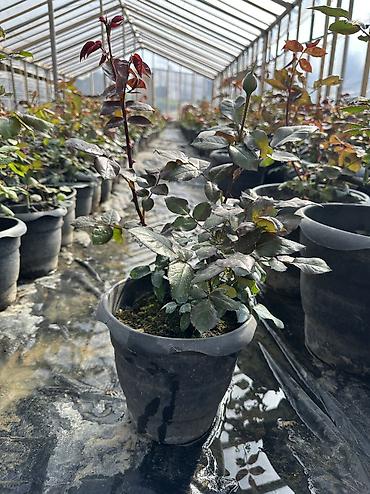 Dibçəkdə qızılgül satılır. Böyük dibçəyin qiyməti 3.50 azn, orta - şəkil 5