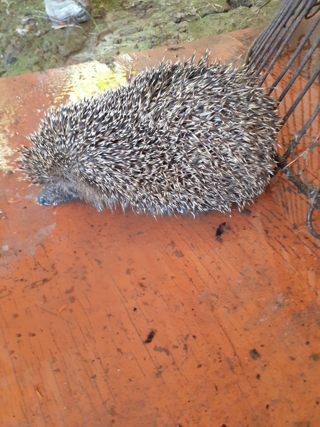 Salam kirpi əti asmanin öscurəyin babasilin guclu dərmanidi baq evləri