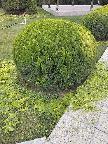 Dekorativ ağac və kolların budanıb formaya salınması, meyvə - şəkil 2