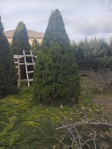 Dekorativ ağac və kolların budanıb formaya salınması, meyvə - şəkil 4