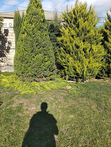 Dekorativ ağac və kolların budanıb formaya salınması, meyvə - şəkil 5