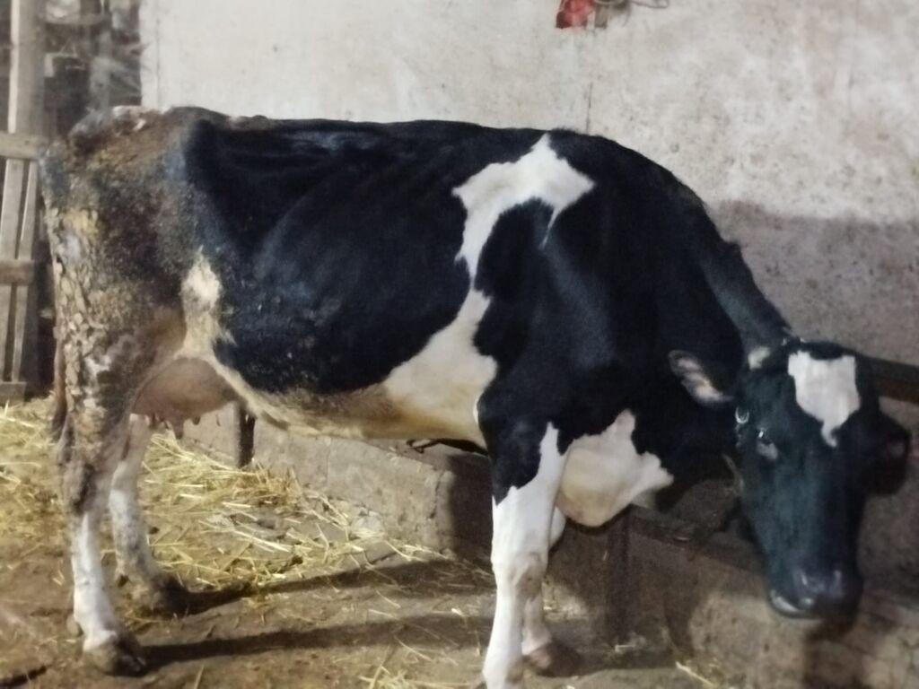 30-35 Litr süd verir. 2 qarın doğub 2ayliq erkek balaynan . Satma