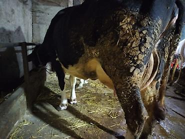 30-35 Litr süd verir. 2 qarın doğub 2ayliq erkek balaynan . Satma - şəkil 3