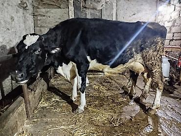 30-35 Litr süd verir. 2 qarın doğub 2ayliq erkek balaynan . Satma - şəkil 4