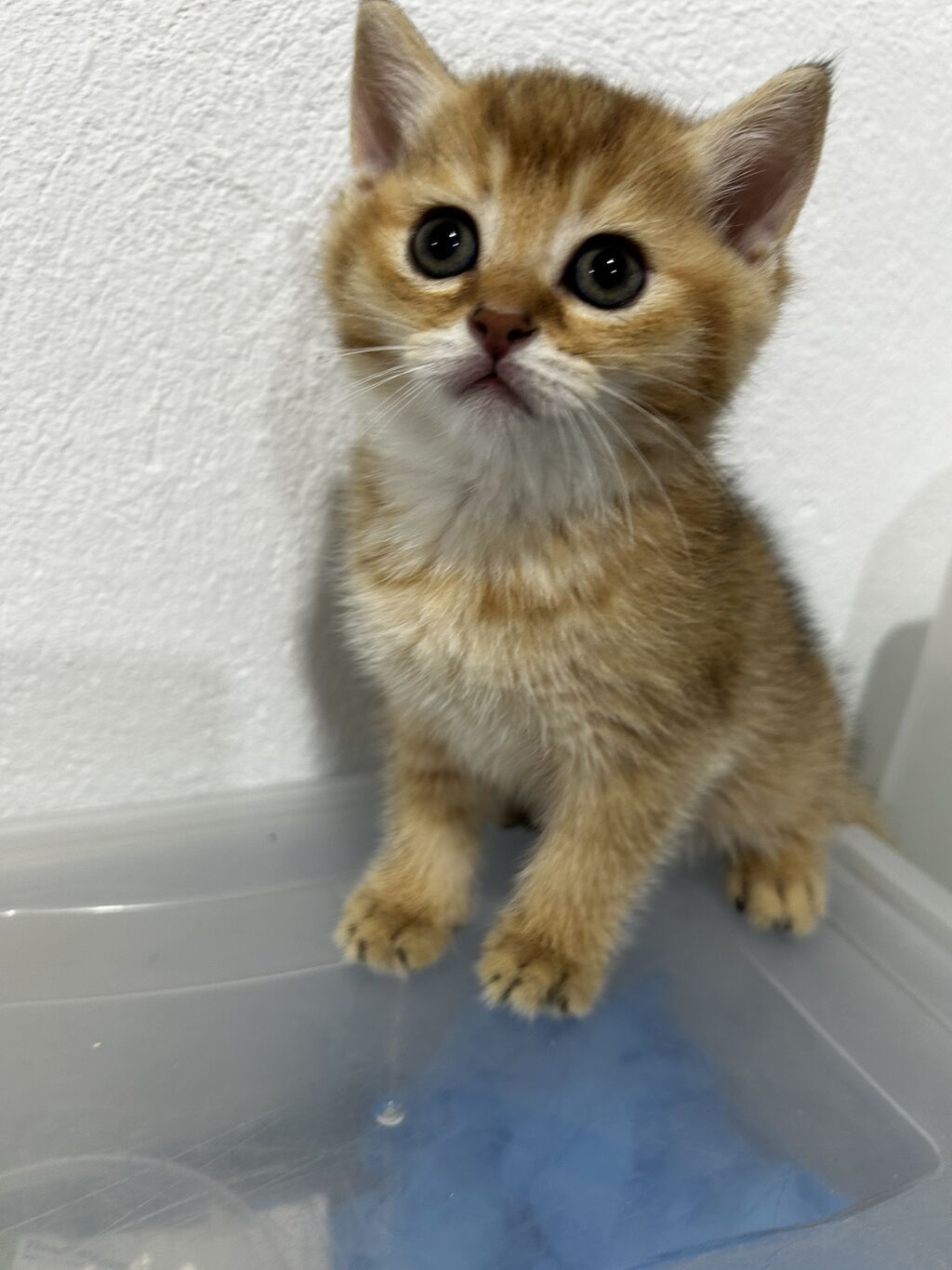 Qızıl şinşilla, Erkək, Dişi, Yaxşı əllərə, Ünvandan götürmə, Ödənişli çatdırılma