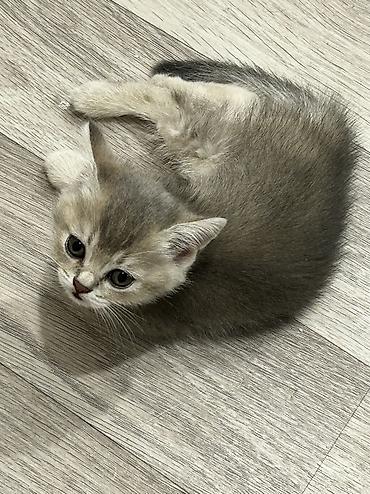 Qızıl şinşilla, Erkək, Dişi, Yaxşı əllərə, Ünvandan götürmə, Ödənişli çatdırılma - şəkil 2