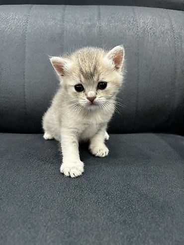 Qızıl şinşilla, Erkək, Dişi, Yaxşı əllərə, Ünvandan götürmə, Ödənişli çatdırılma - şəkil 3