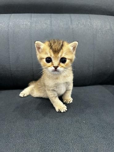 Qızıl şinşilla, Erkək, Dişi, Yaxşı əllərə, Ünvandan götürmə, Ödənişli çatdırılma - şəkil 4