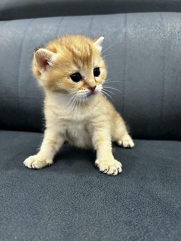 Qızıl şinşilla, Erkək, Dişi, Yaxşı əllərə, Ünvandan götürmə, Ödənişli çatdırılma - şəkil 5