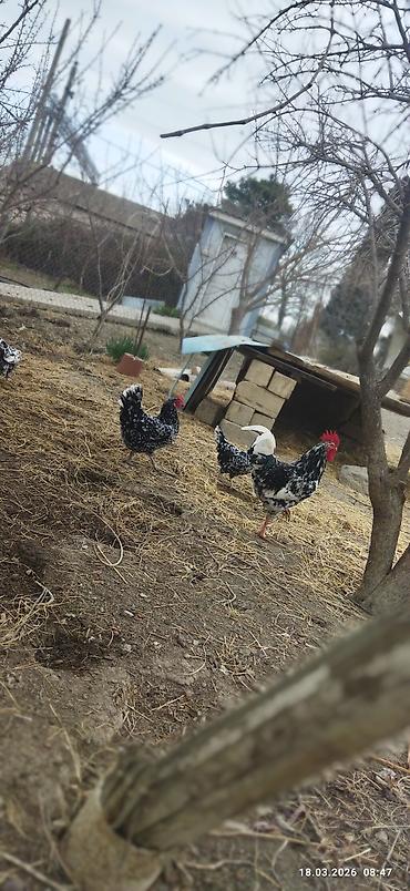 Toyuq, Damazlıq, Ünvandan götürmə, Ödənişli çatdırılma - şəkil 5