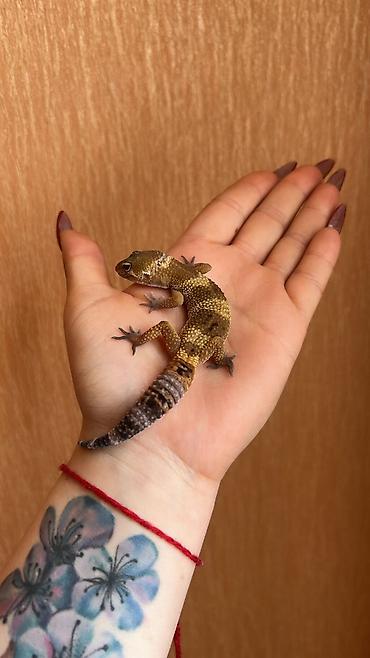 2 dişi qiymet 1ne aiddir . Cüt endirimli olacaq Növ: Leopard gekko - şəkil 2