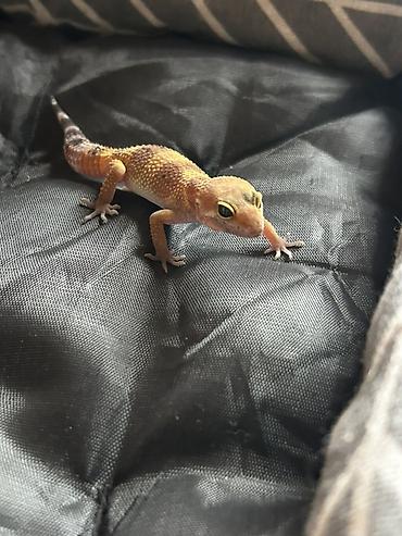 2 dişi qiymet 1ne aiddir . Cüt endirimli olacaq Növ: Leopard gekko - şəkil 3