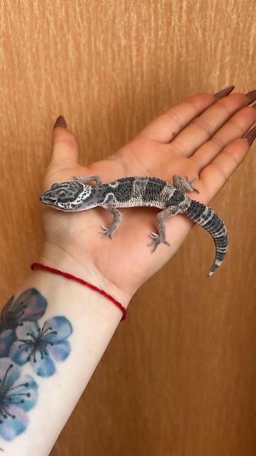 2 dişi qiymet 1ne aiddir . Cüt endirimli olacaq Növ: Leopard gekko - şəkil 4