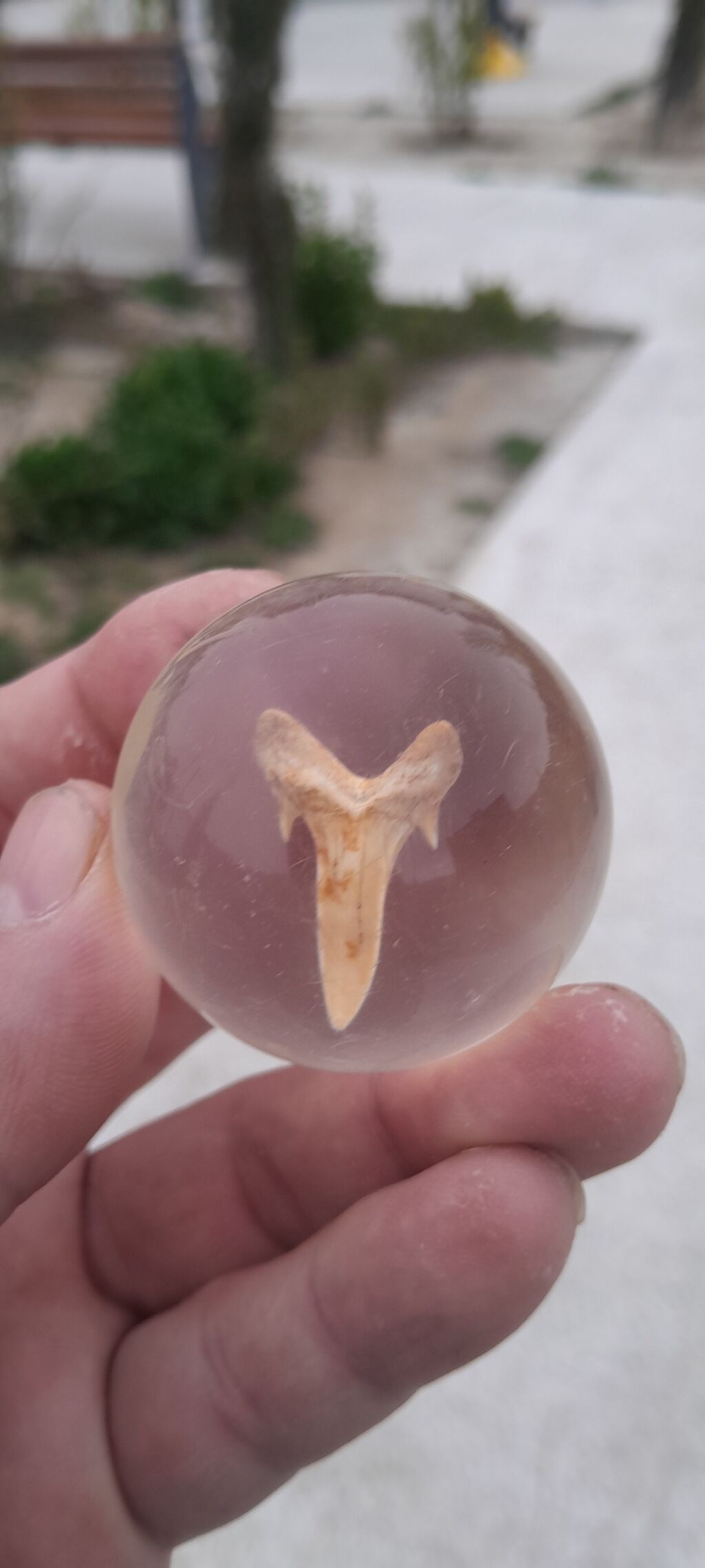 Antik akula dişi.natural