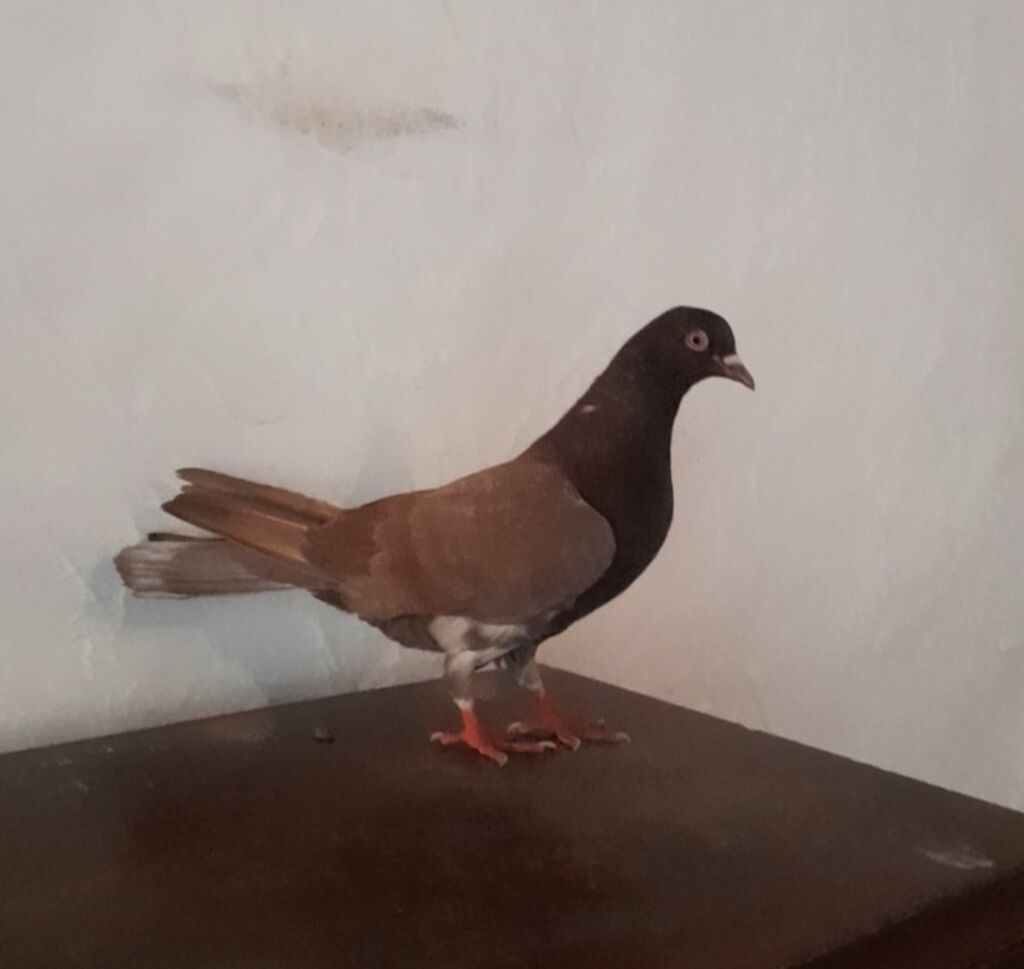 Tutulmadi unvan suraxani