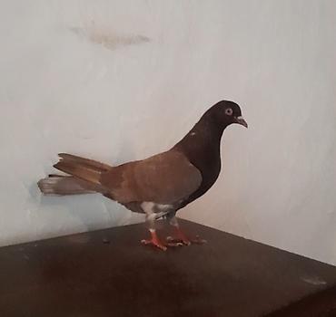 Tutulmadi unvan suraxani - şəkil 2