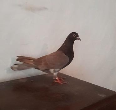 Tutulmadi unvan suraxani - şəkil 3