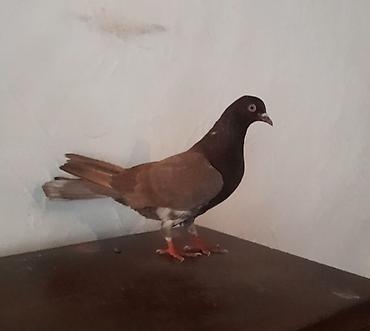 Tutulmadi unvan suraxani - şəkil 4