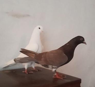 Tutulmadi unvan suraxani - şəkil 5