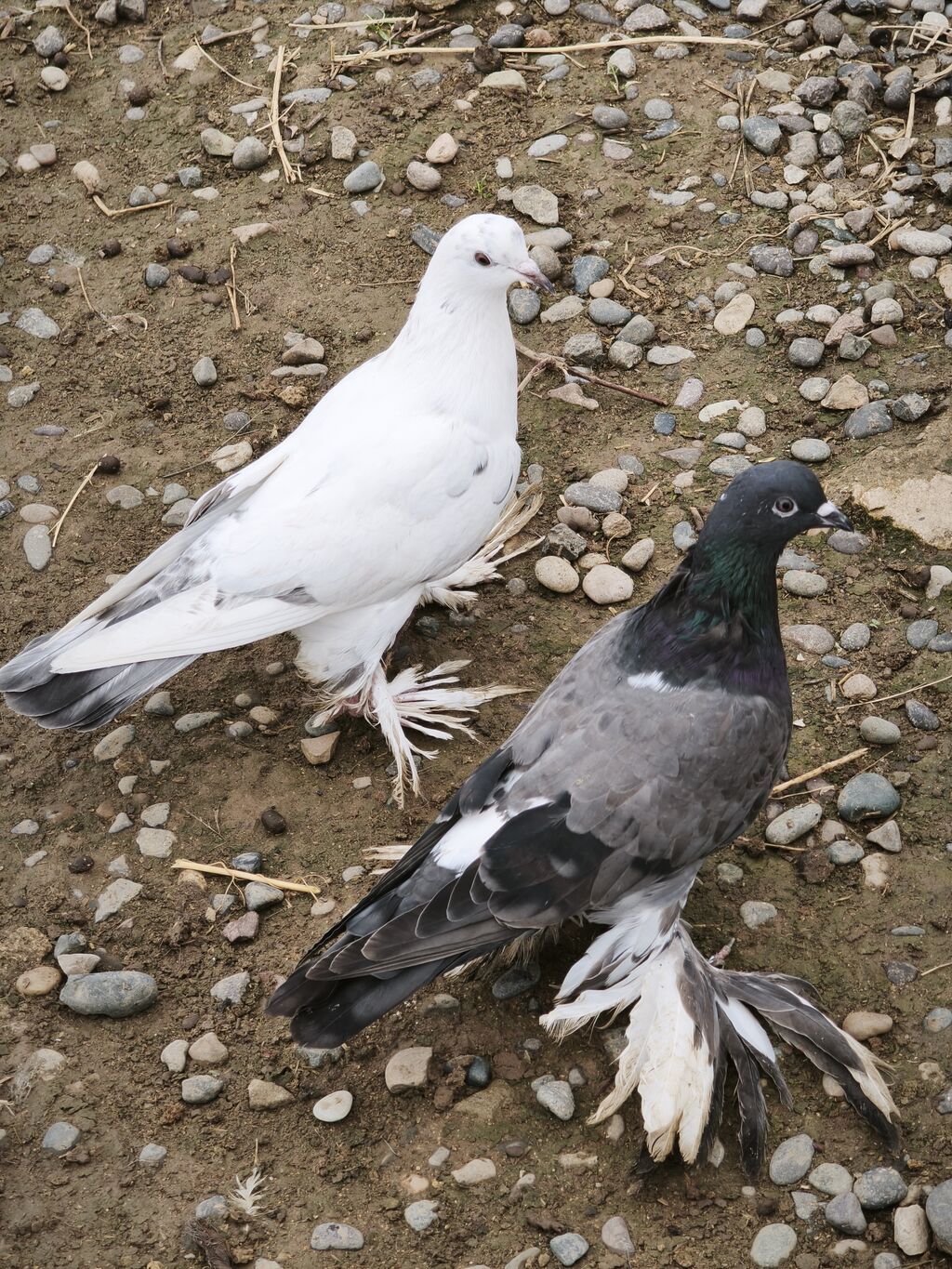 4 ədəd quşdu iki erkək iki maya lələkli oynaq quşlardı təzə