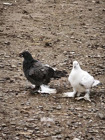 4 ədəd quşdu iki erkək iki maya lələkli oynaq quşlardı təzə - şəkil 2