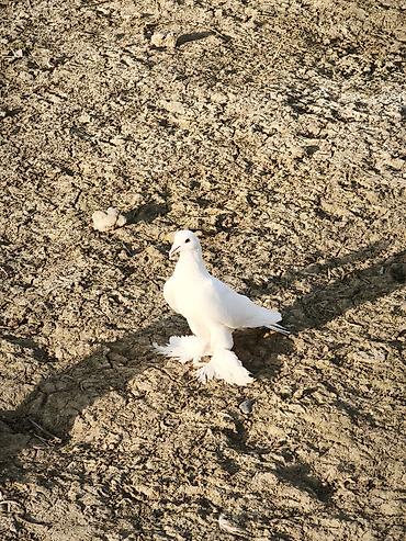4 ədəd quşdu iki erkək iki maya lələkli oynaq quşlardı təzə - şəkil 3