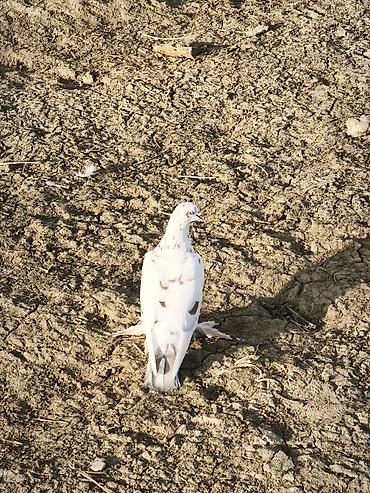 4 ədəd quşdu iki erkək iki maya lələkli oynaq quşlardı təzə - şəkil 4