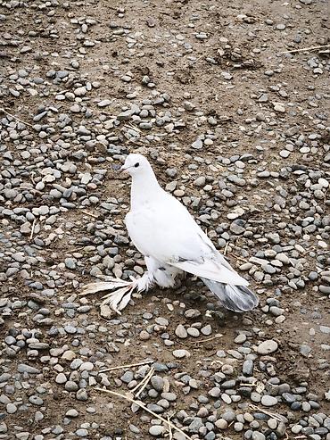 4 ədəd quşdu iki erkək iki maya lələkli oynaq quşlardı təzə - şəkil 5